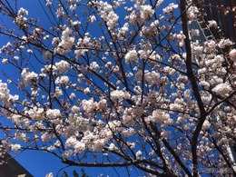 桜の季節到来!! ナビタイムがお花見特集を公開…開花状況を毎日更新 画像