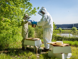 ロールスロイスが養蜂活動を強化、「世界ミツバチの日」を祝う　5月20日
