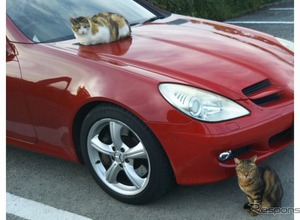 猫からクルマを、クルマを猫から守る「キャットセイバーIII」…AS MUST 画像