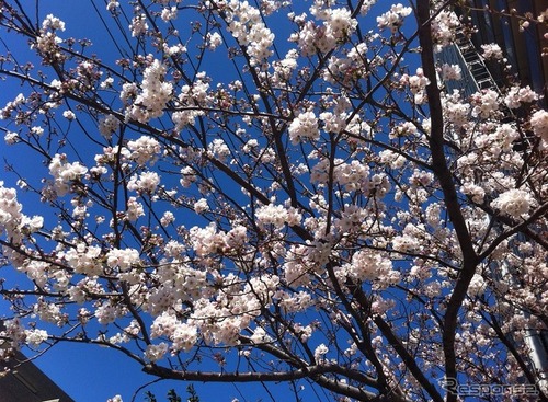桜の季節到来!! ナビタイムがお花見特集を公開…開花状況を毎日更新 画像