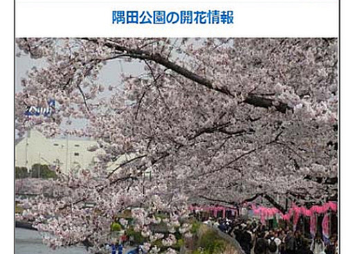 混雑予測も！ いつもNAVI マルチ、お花見特集を提供…ゼンリン 画像