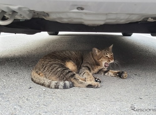 意外ニャ！ 6月に急増、猫のエンジンルーム侵入…要注意 画像