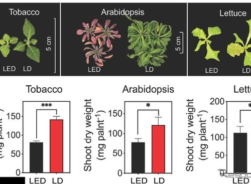 スタンレー電気と東大、赤色レーザーダイオードのLED超える植物成長効果を実証…世界初 画像