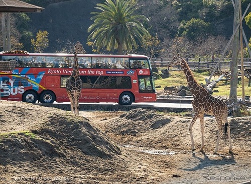 アドベンチャーワールド、オープントップバスで巡るサファリツアー開催…3月28日から4日間限定 画像