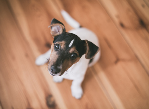 気になる…愛犬家の「カーケア」に対する意識とは？ 画像