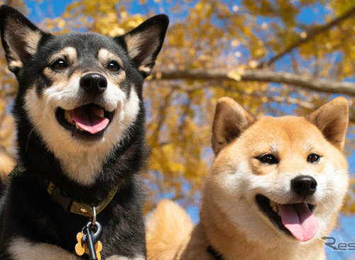 愛犬と専用バスで行く「ワンぽちツアーズ」、犬種限定オフ会 画像