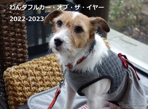 電動化の波が押し寄せる中、わんダフルCOTYにも異変アリ!?…青山尚暉のわんダフルカーライフ 画像