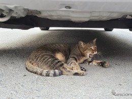 意外ニャ！ 6月に急増、猫のエンジンルーム侵入…要注意
