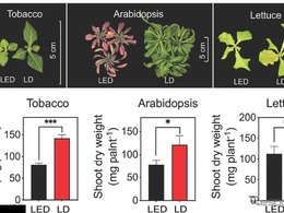 スタンレー電気と東大、赤色レーザーダイオードのLED超える植物成長効果を実証…世界初