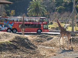 アドベンチャーワールド、オープントップバスで巡るサファリツアー開催…3月28日から4日間限定