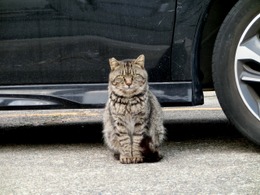 猫の命と愛車を守る、乗車前に「猫バンバン」のススメ 画像