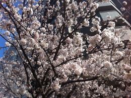 【クルマでお花見】都内の桜の名所を満喫！ 「江戸さくら巡りお花見タクシー」という楽しみ方もアリ！ 画像