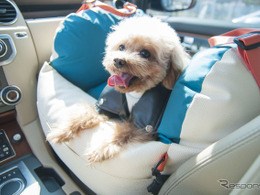 分厚いクッションで愛犬を守る「ペット用多機能カーシート」…ベッドやキャリーにも利用可