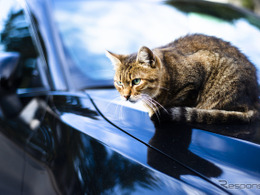 急増「猫がエンジンルームに」トラブル、1月の18倍…JAF調べ