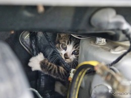 エンジンルームの意外な罠！「猫ばんばん」の正しいやり方