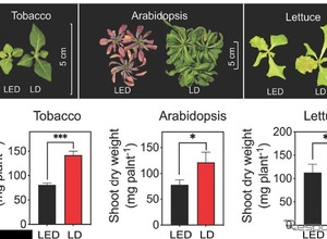 スタンレー電気と東大、赤色レーザーダイオードのLED超える植物成長効果を実証…世界初 画像