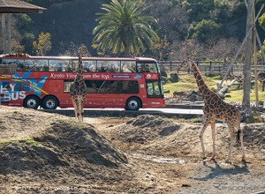 アドベンチャーワールド、オープントップバスで巡るサファリツアー開催…3月28日から4日間限定 画像