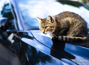 急増「猫がエンジンルームに」トラブル、1月の18倍…JAF調べ 画像