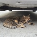 意外ニャ！ 6月に急増、猫のエンジンルーム侵入…要注意 画像