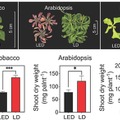 LD（赤）とLED（黒）が植物全体の生育に与える影響（B：t検定を実施（n=4）、*は有意差あり（p<0.05））