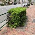 植え込みの例（東京都江東区）