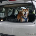 シトロエン・ベルランゴ SABLE MAX BlueHDi