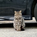 猫の命と愛車を守る、乗車前に「猫バンバン」のススメ