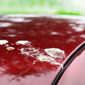 11月28日は“イイツヤ”洗車の日…進化するウインドウォッシャーとクルマの蟻酸対策