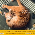 イエローハット「巨大猫ポスター」