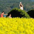 菜の花畑では観光客が思い思いに記念写真を撮っていた。