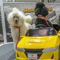 N-BOXとフリード＋で「愛犬に優しく飼い主に便利なクルマの使い方」ホンダアクセスが提案…インターペット2023 画像