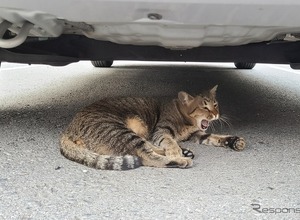 意外ニャ！ 6月に急増、猫のエンジンルーム侵入…要注意 画像