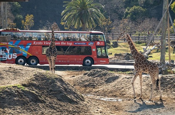 高さ3.5mの視点からキリンと見つめ合う