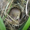 敷地内で確認されたカヤネズミ