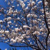 桜（イメージ）