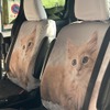 特別仕様のねこシート