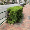 植え込みの例（東京都江東区）