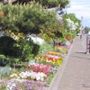 研究村通り・花さんぽ通り