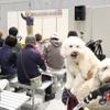 東北キャンピングカーフェア2026、夢メッセみやぎで10月開催