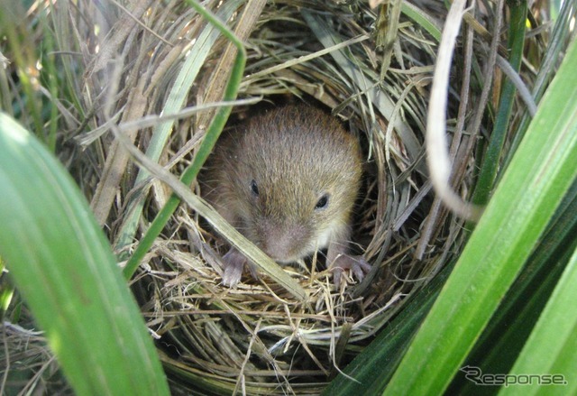 敷地内で確認されたカヤネズミ