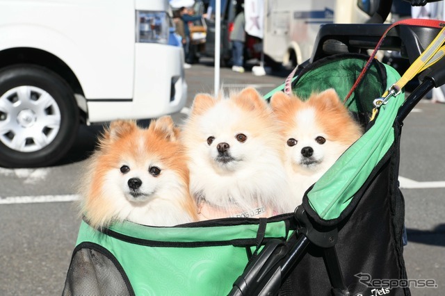 ペットも来場可