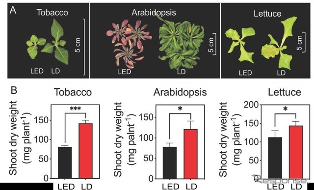 LD（赤）とLED（黒）が植物全体の生育に与える影響（B：t検定を実施（n=4）、*は有意差あり（p<0.05））