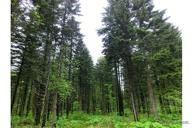 北海道トドマツ