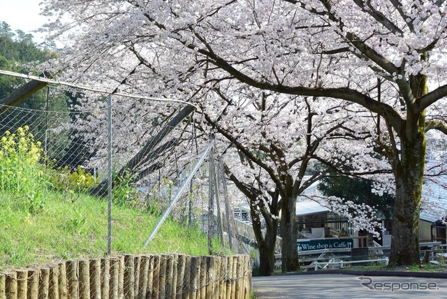 駐車場から桜の木のトンネルを通ってココファーム&ワイナリーへ。
