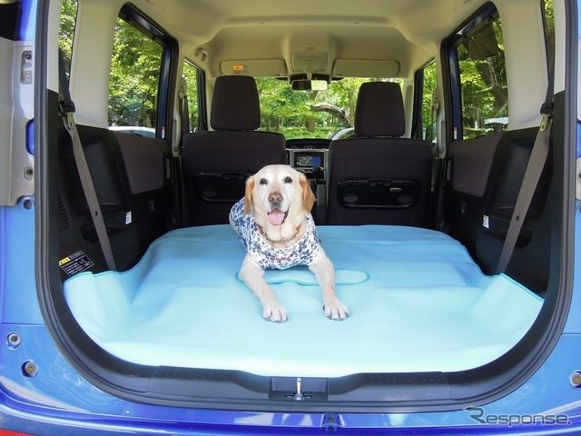 夏の愛犬とのドライブ旅行で気になる害虫対策