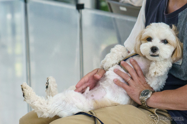 「家族の一員」となった犬たち