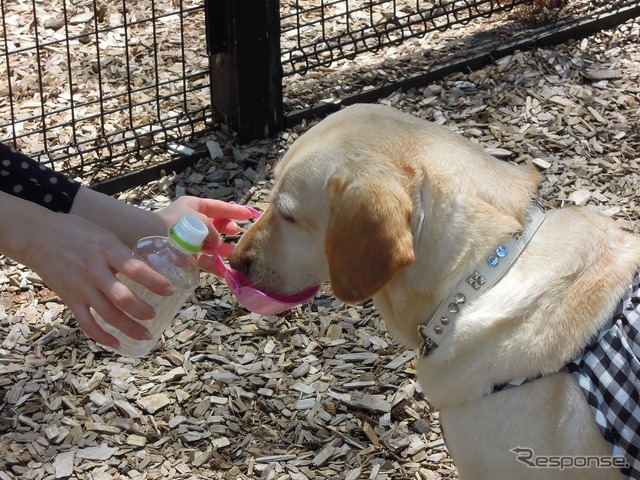 初夏からの愛犬とドライブする時に役立つ神アイテム 2023年度版