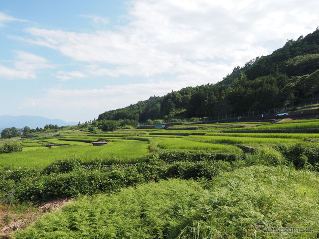 棚田の風景