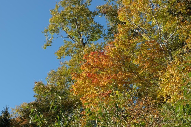 福島県側は新潟県側より若干紅葉が進んだ印象だった。