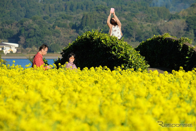 菜の花畑では観光客が思い思いに記念写真を撮っていた。